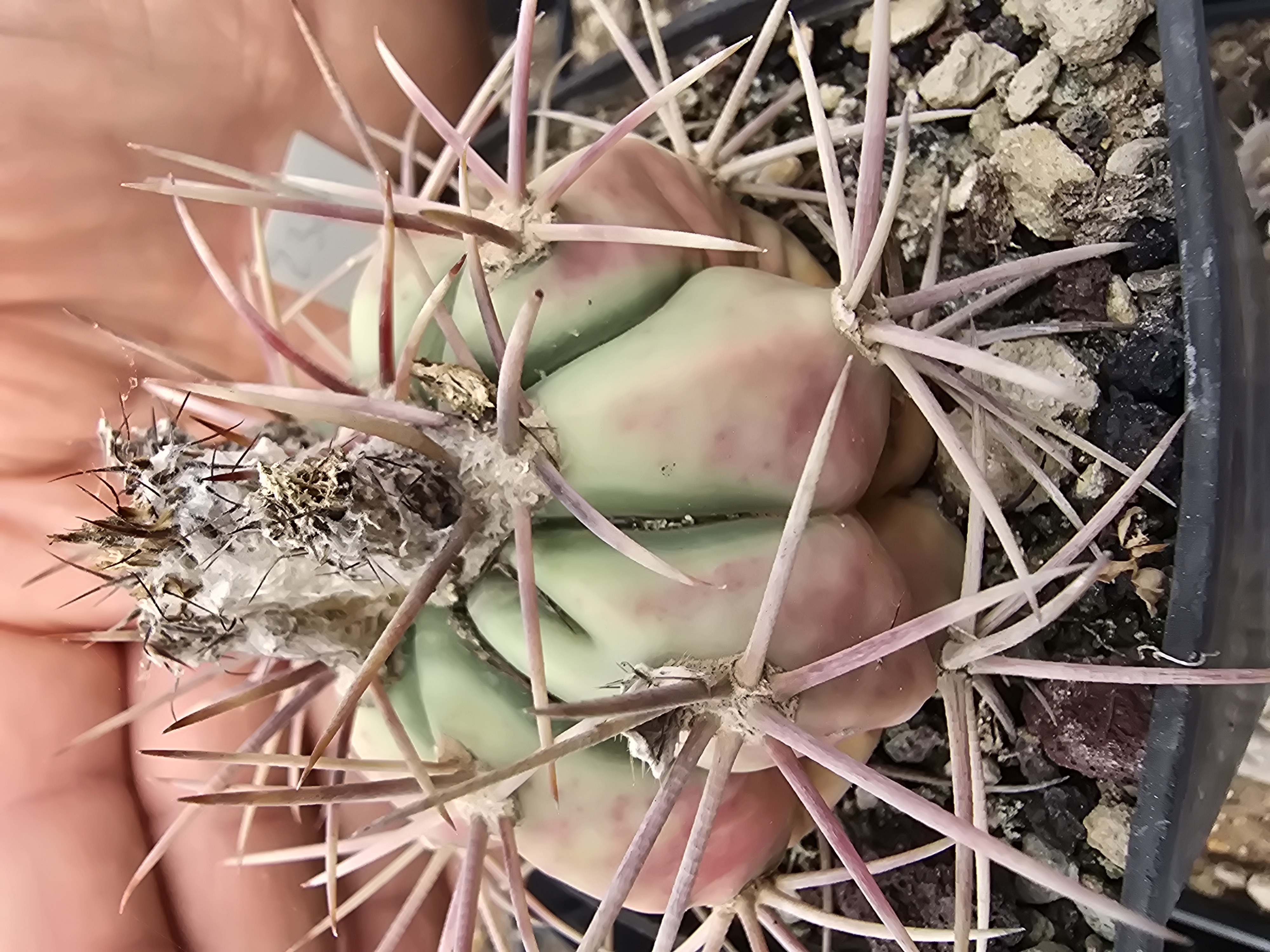 Echinocactus cv parry x horizonthalonius