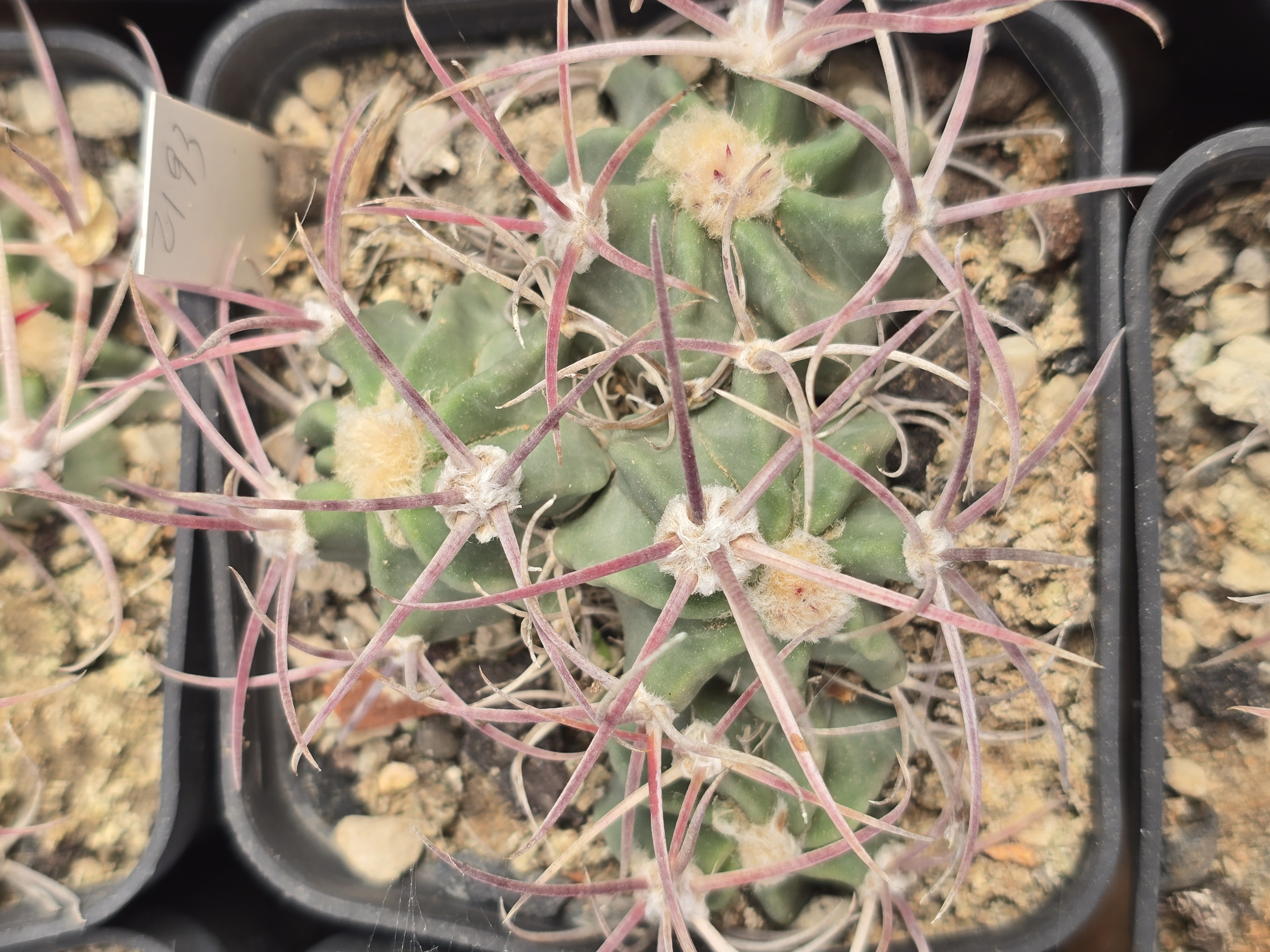 Echinocactus parryi