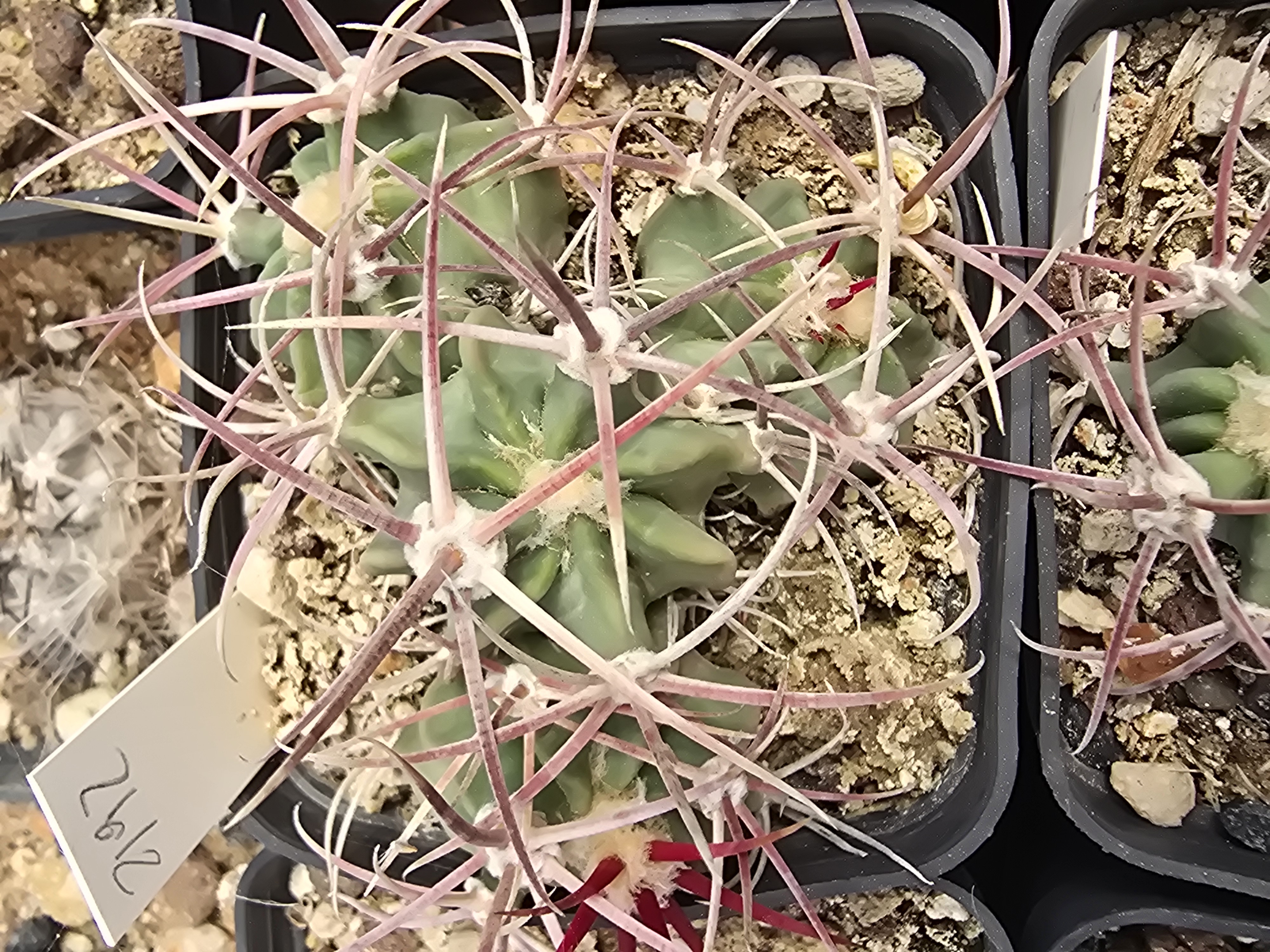 Echinocactus parryi