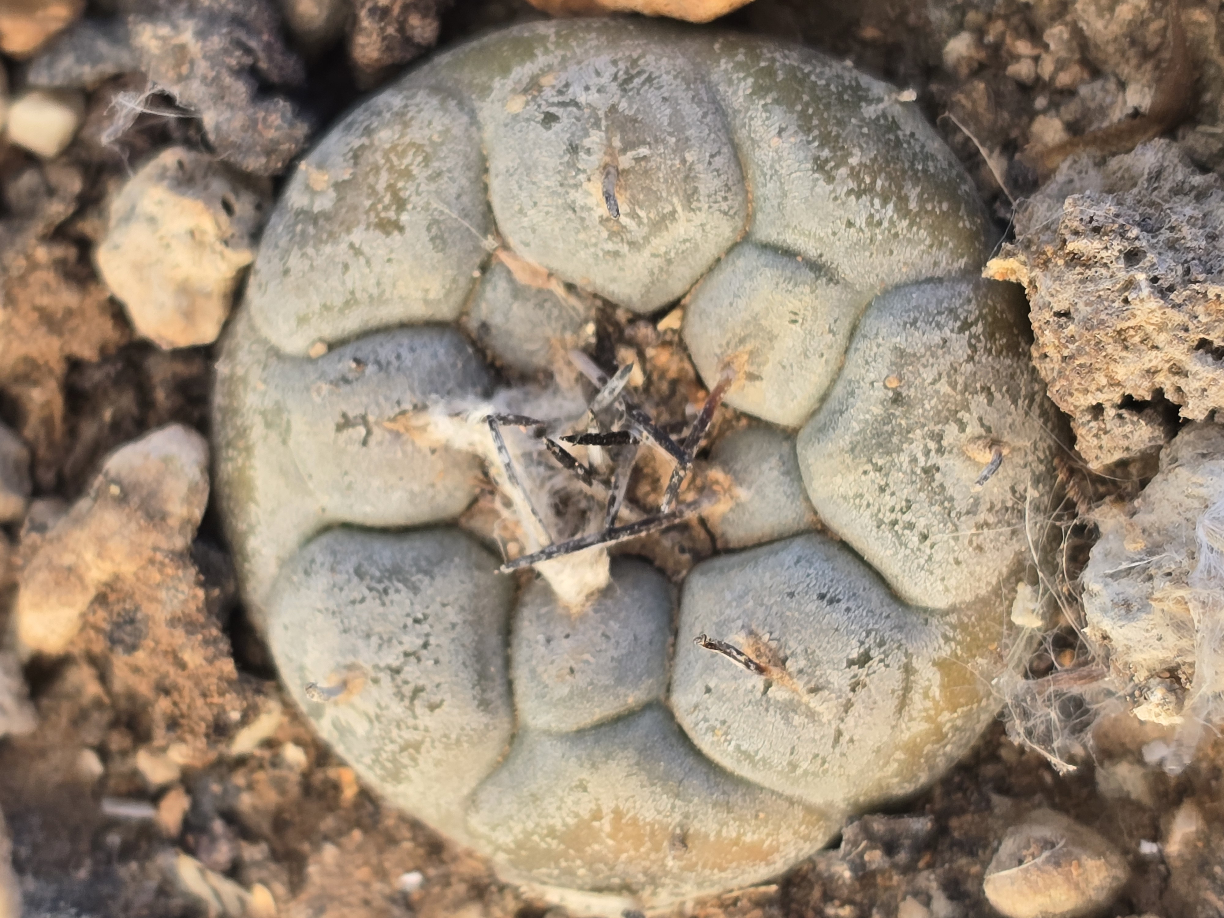 Turbinicarpus <br>jauernigii