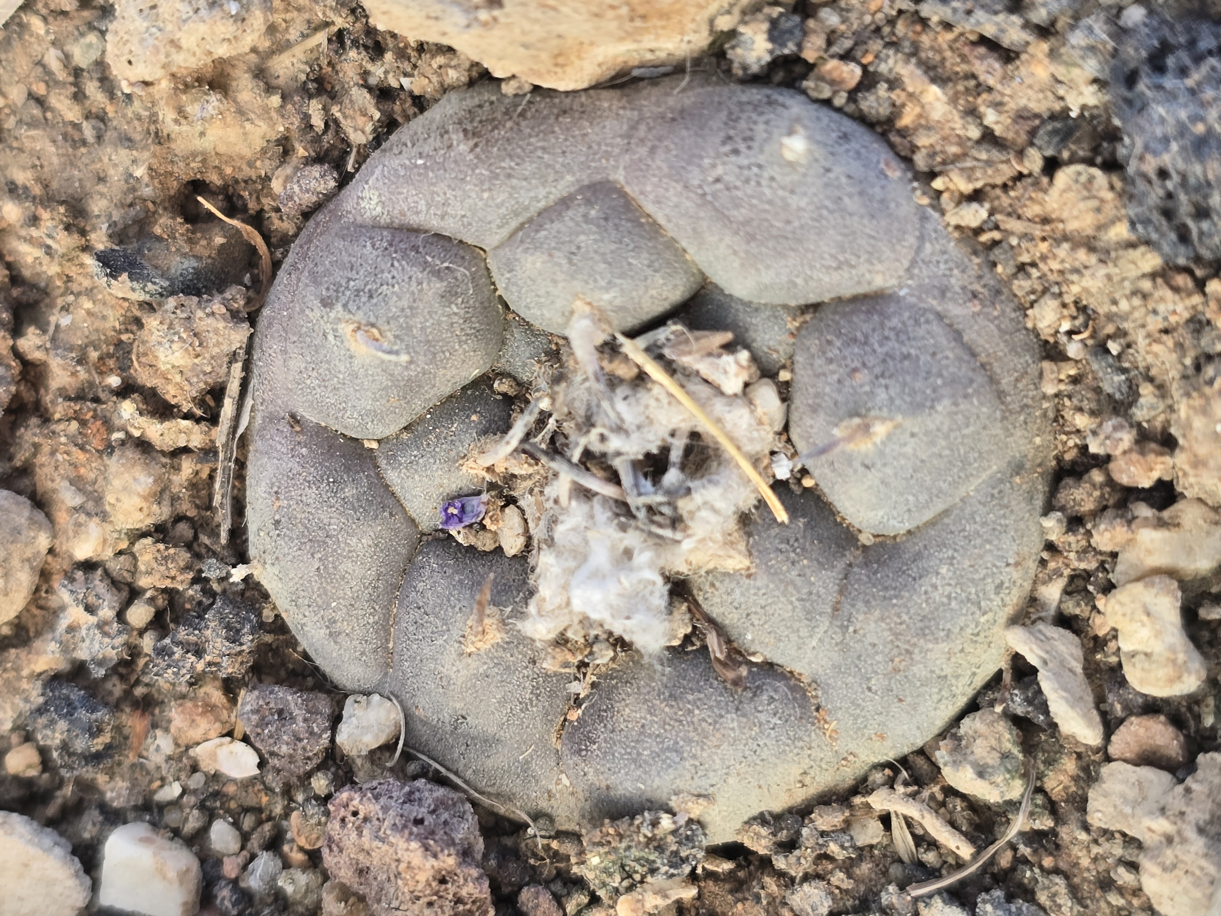 Turbinicarpus <br>jauernigii