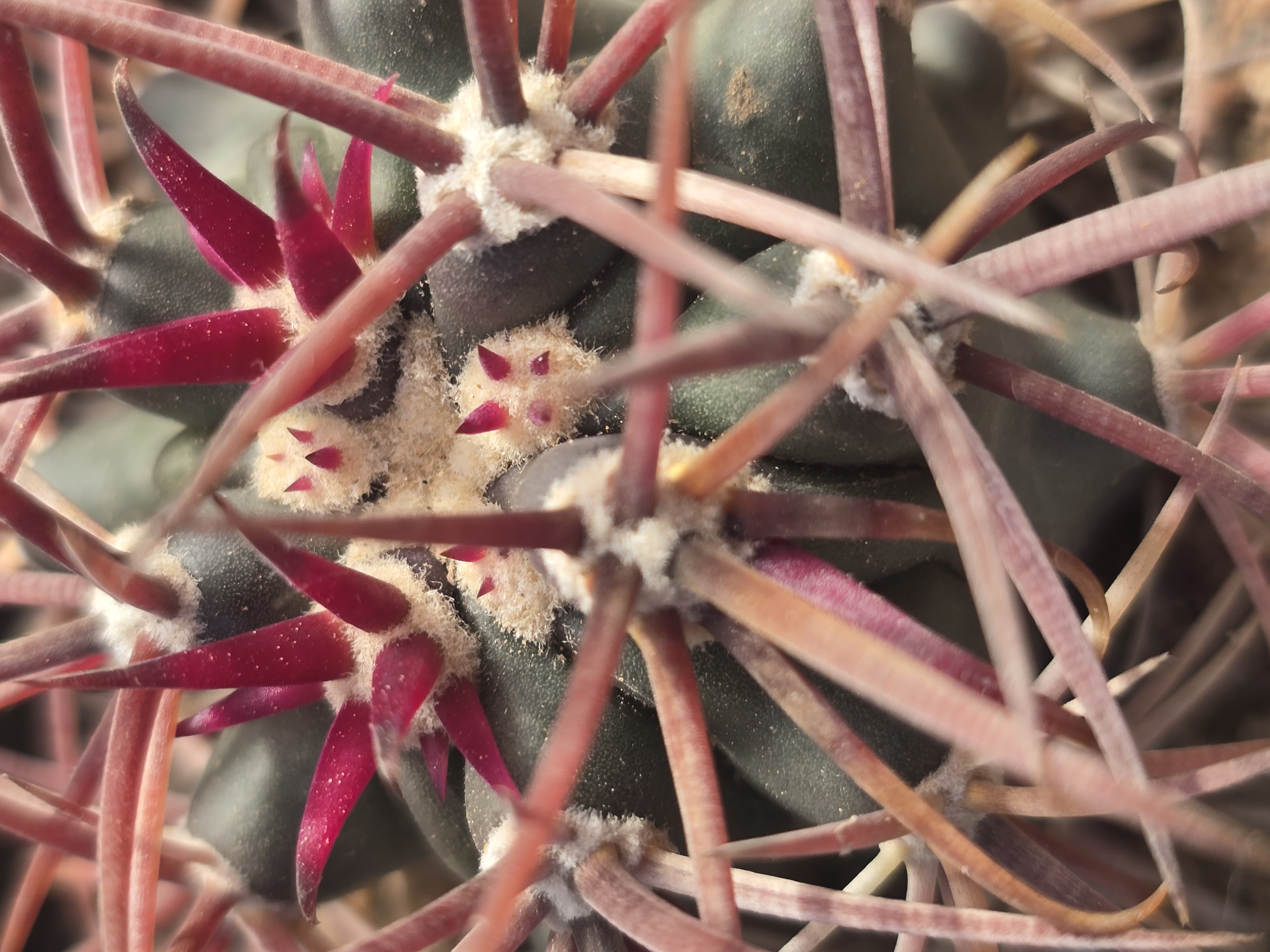 Ferocactus chrysacanthus