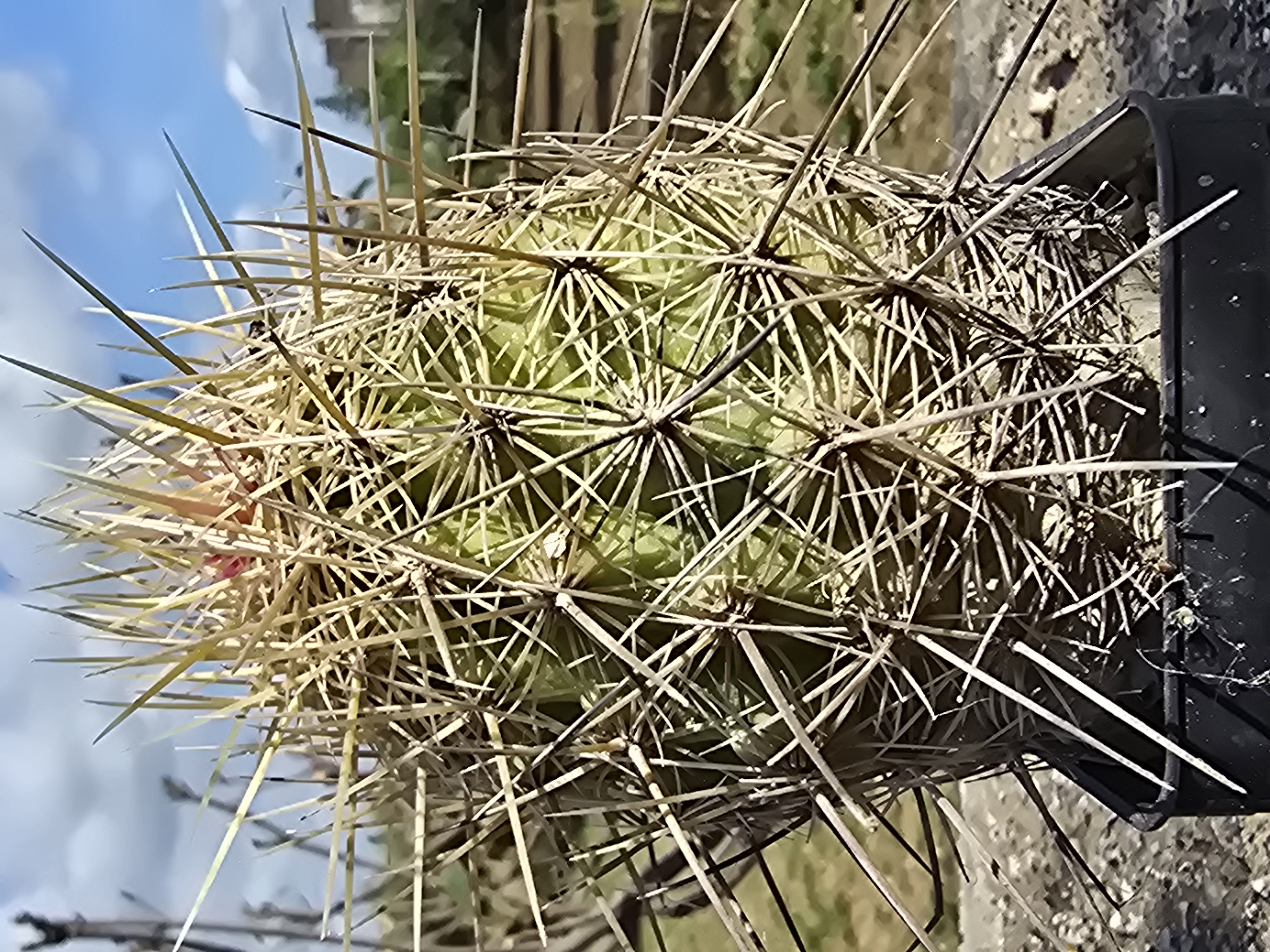 Thelocactus <br>bicolor bolansis