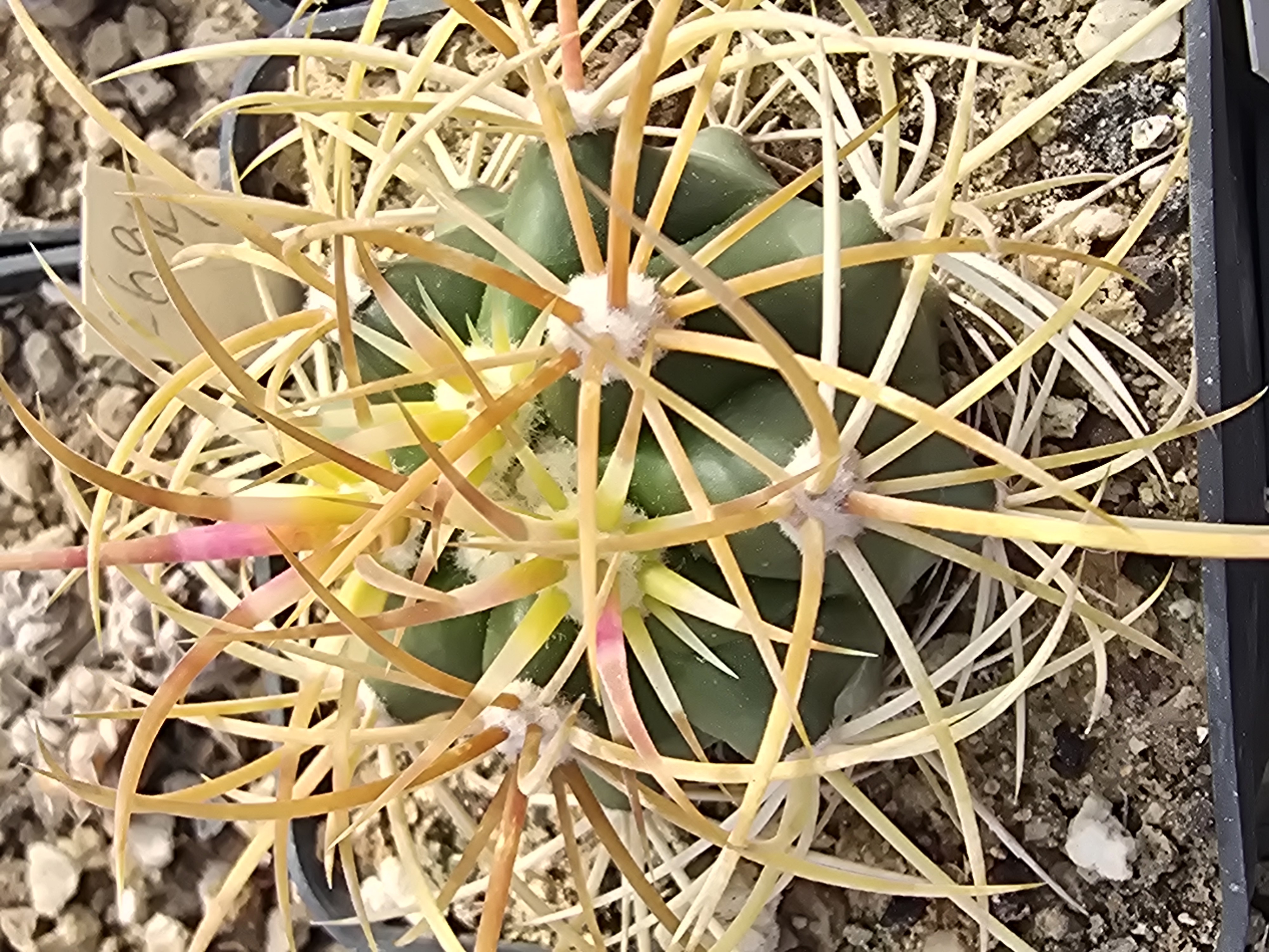 Ferocactus <br>johnstonianus