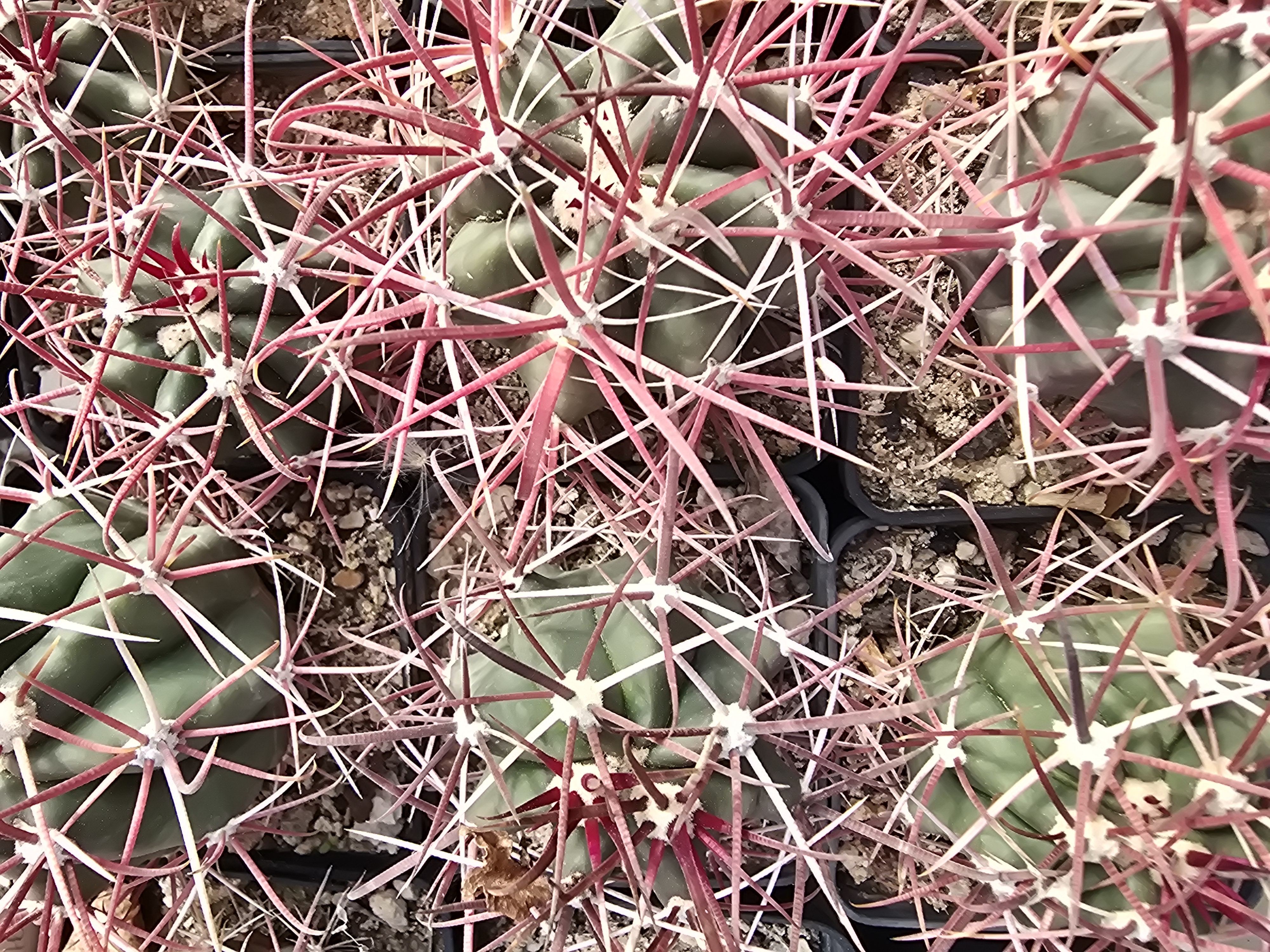 Ferocactus <br>gracilis