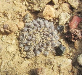 Copiapoa <br>aff tenuissima
