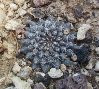 Copiapoa <br>aff tenuissima