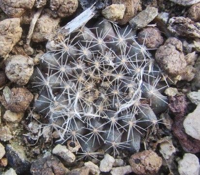 Copiapoa <br>aff tenuissima