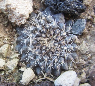 Copiapoa <br>aff tenuissima