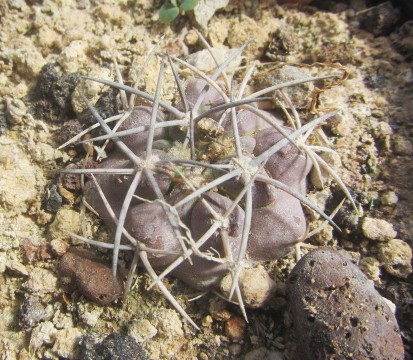 Copiapoa <br>sp 