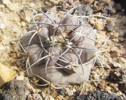 Copiapoa <br>sp 