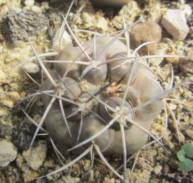 Copiapoa <br>sp 