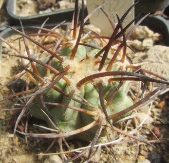 Copiapoa <br>solaris
