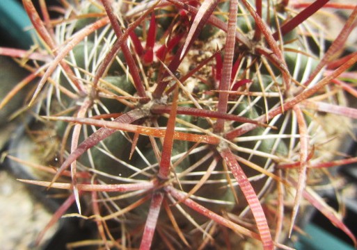 Ferocactus <br>aff viridescens