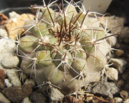 Copiapoa <br>grandiflora