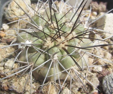 Copiapoa <br>grandiflora