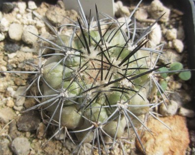 Copiapoa <br>grandiflora