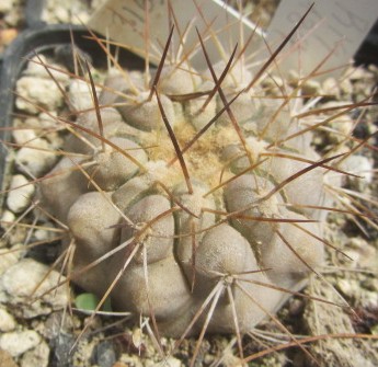 Copiapoa <br>gigantea