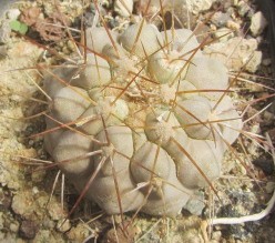 Copiapoa <br>gigantea
