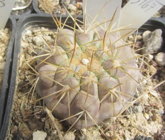 Copiapoa <br>gigantea