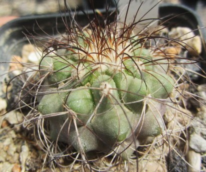Copiapoa <br>superba