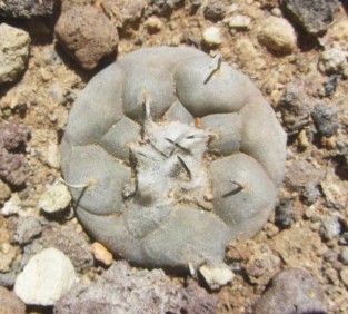 Turbinicarpus <br>jauernigii