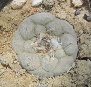 Turbinicarpus <br>jauernigii