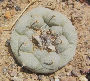 Turbinicarpus <br>jauernigii