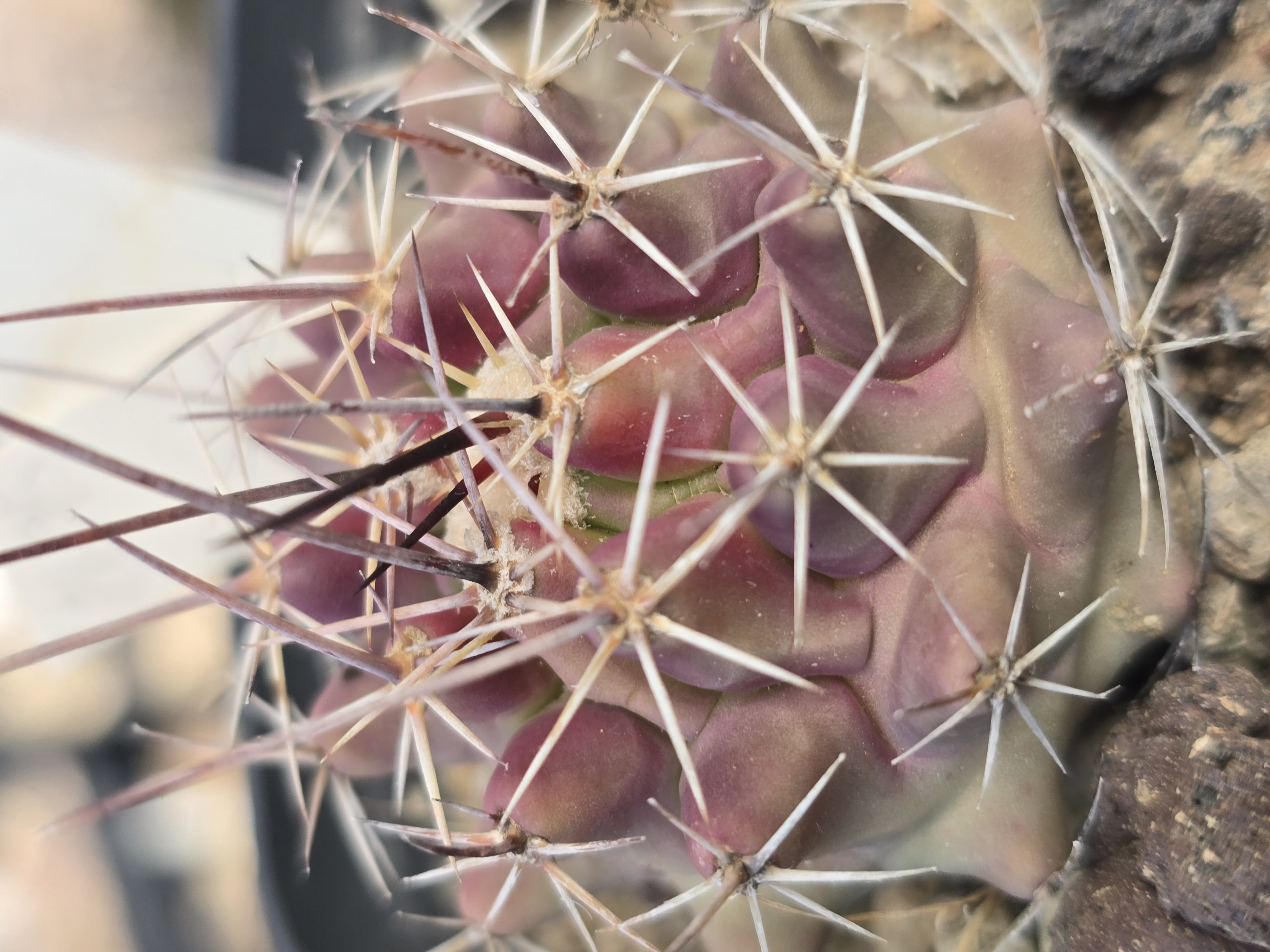 Thelocactus <br>rinconensis 