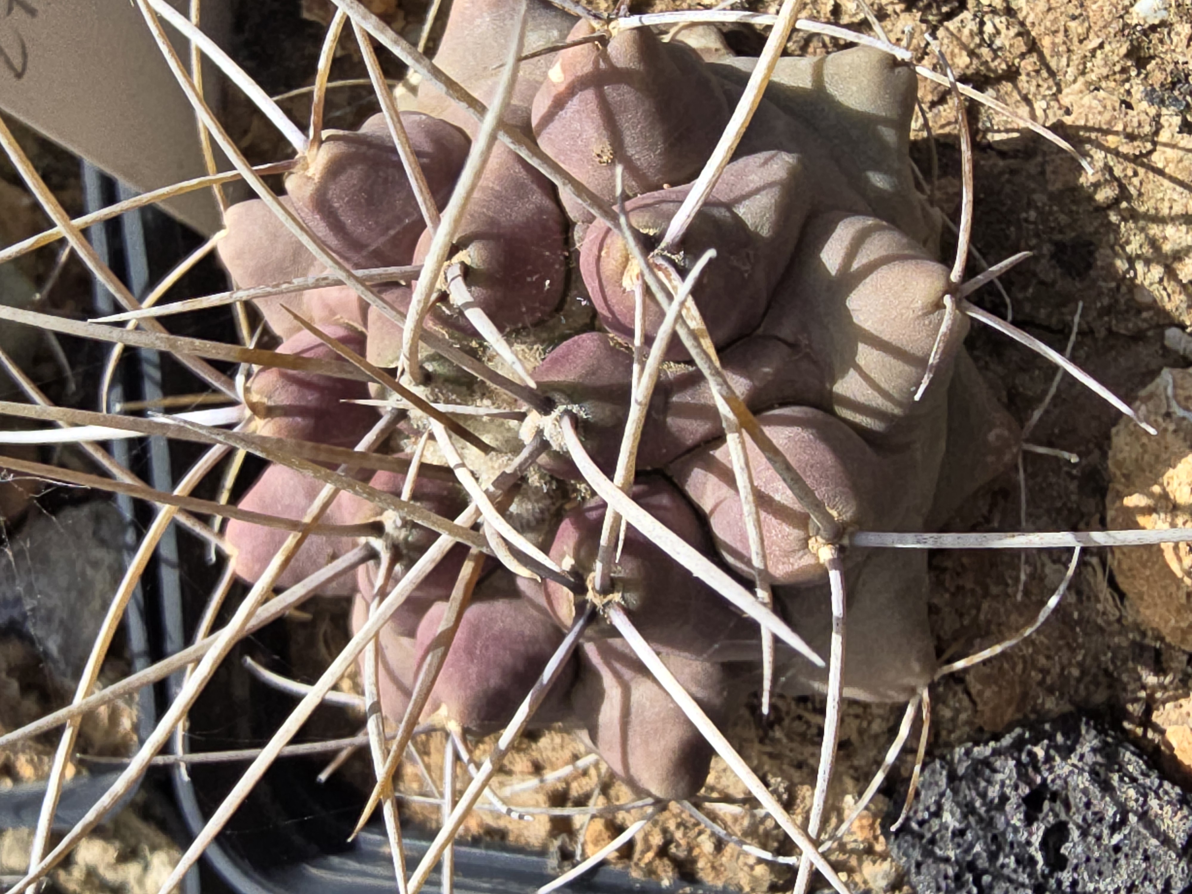 Thelocactus <br>rinconensis freudenbergeri
