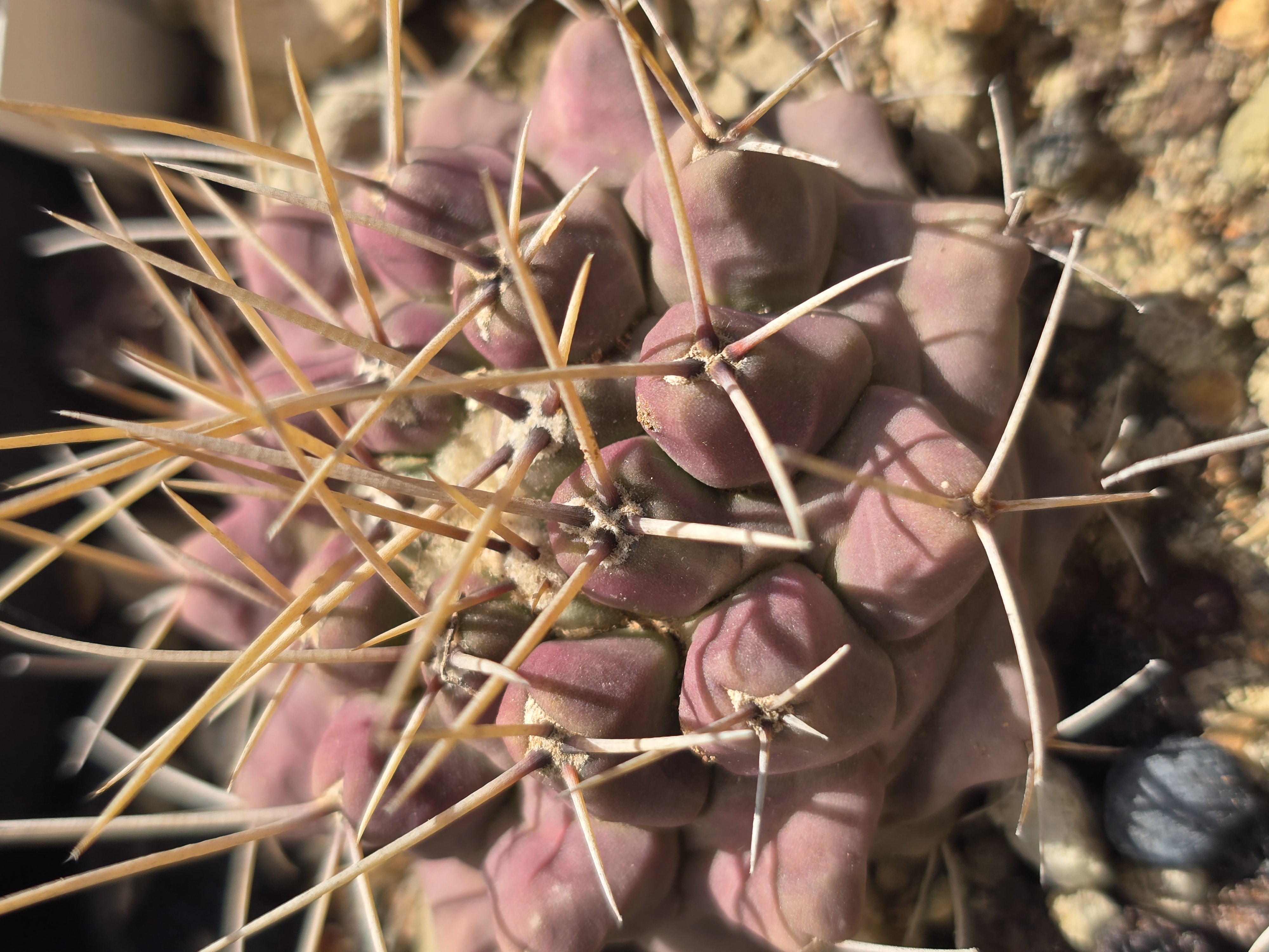 Thelocactus <br>rinconensis freudenbergeri