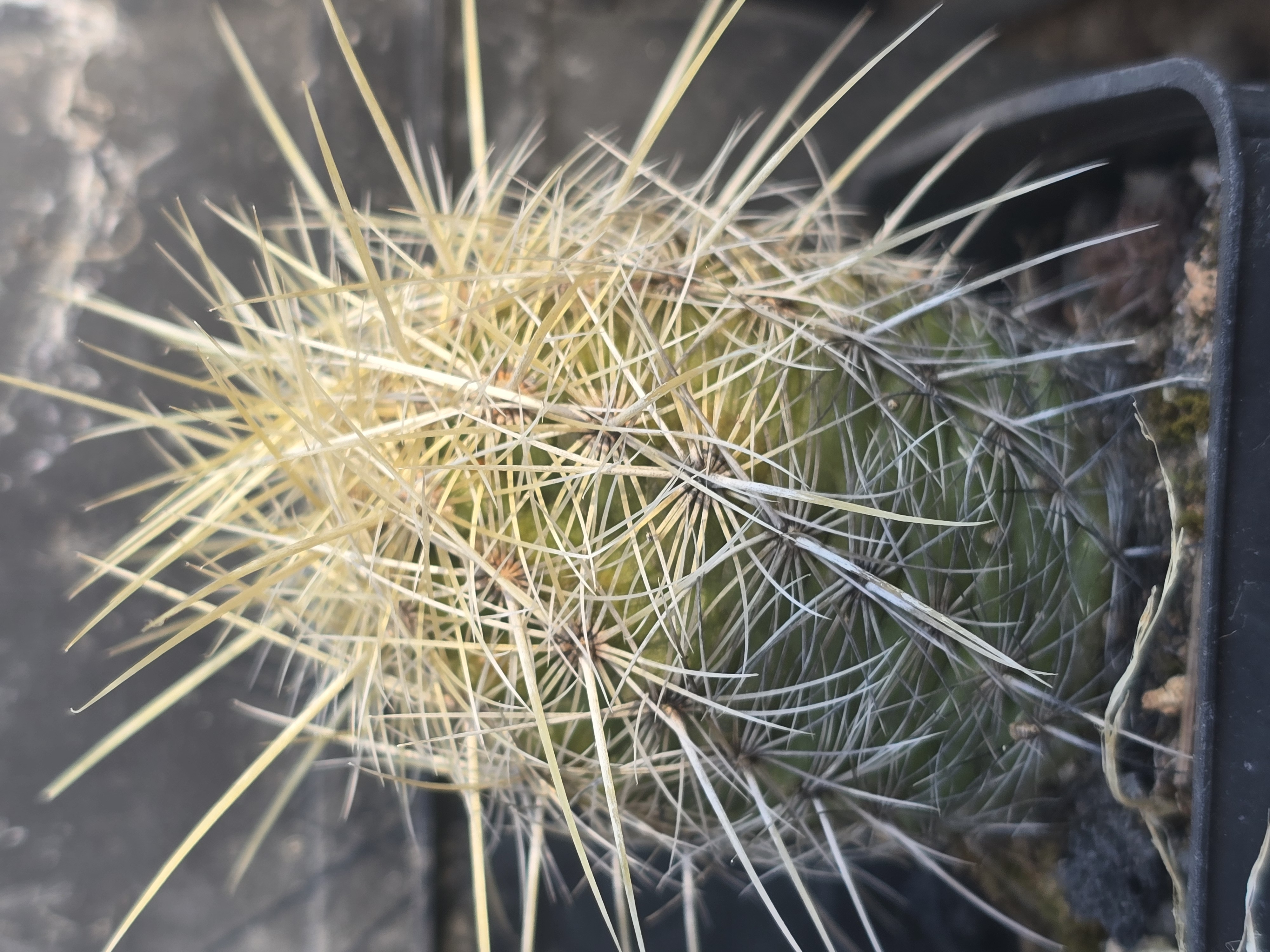 Thelocactus <br>bicolor bolansis