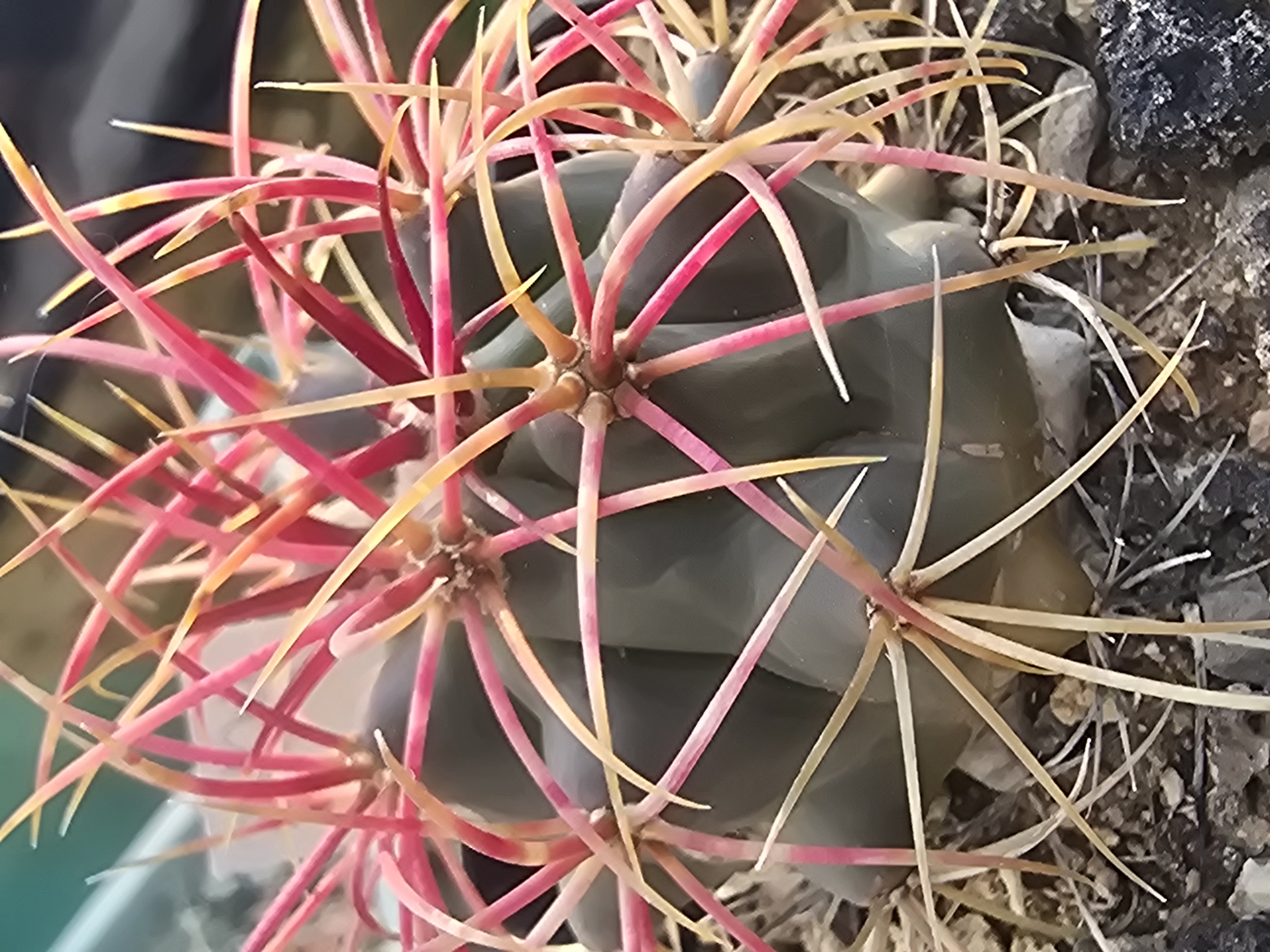 Ferocactus <br>cylindraceus 