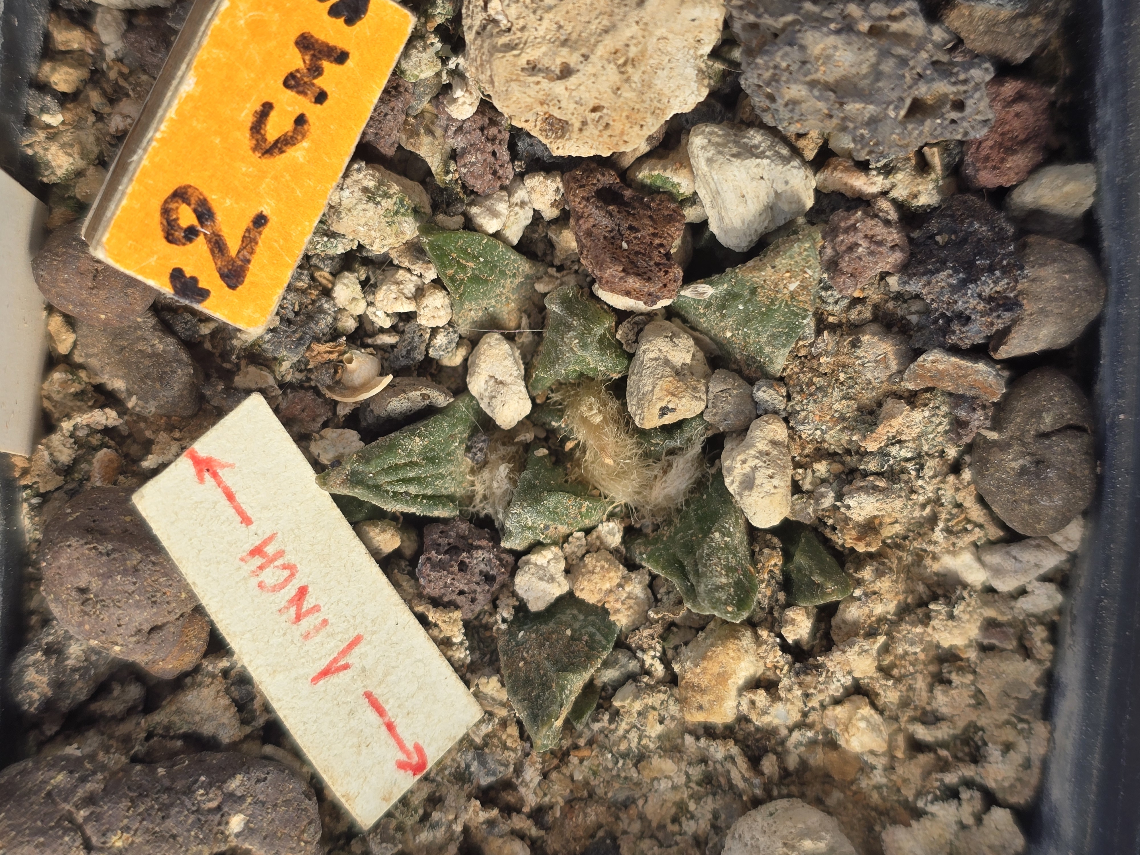 Ariocarpus scaphirostris