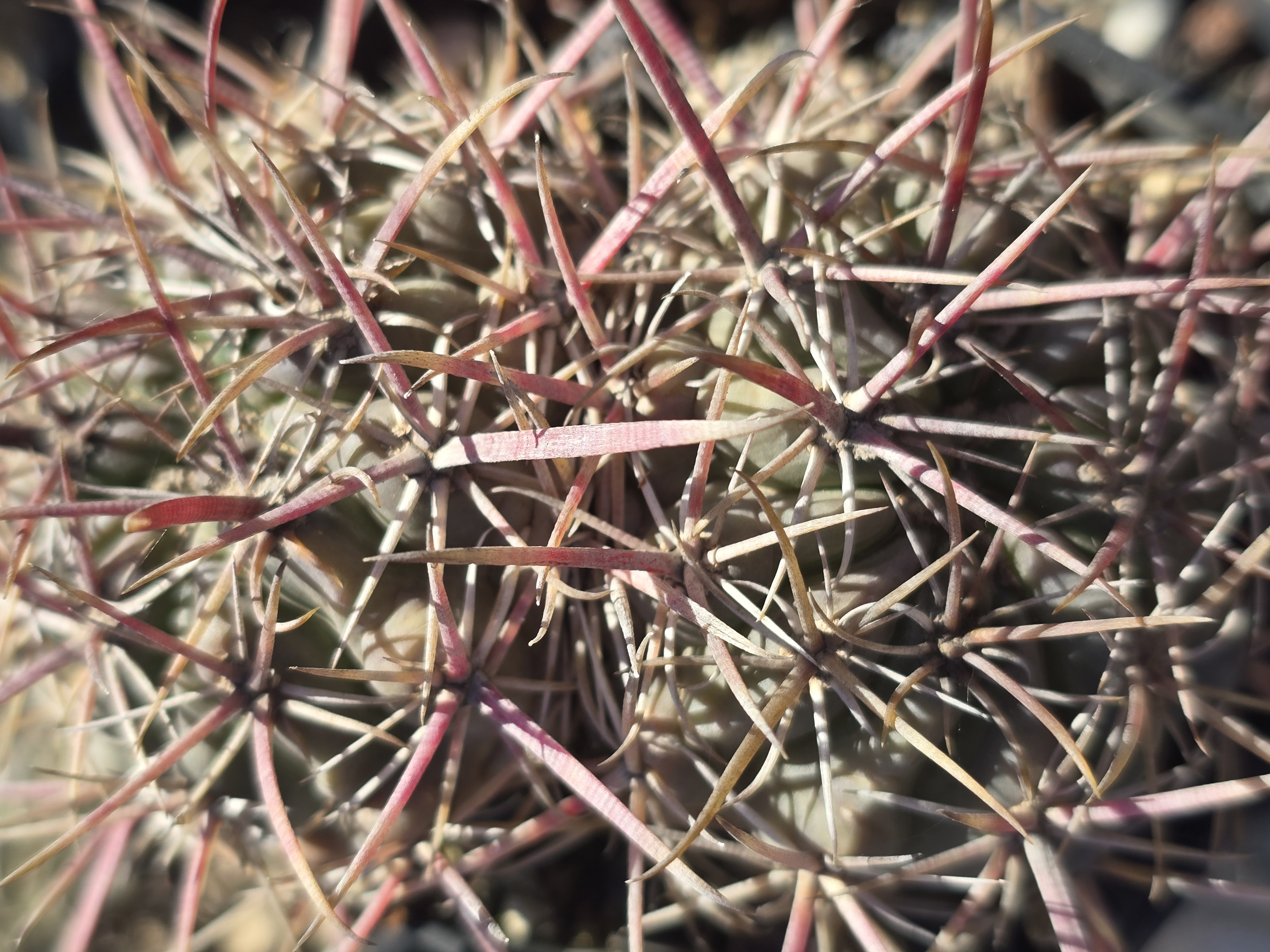 Ferocactus <br>aff viridescens
