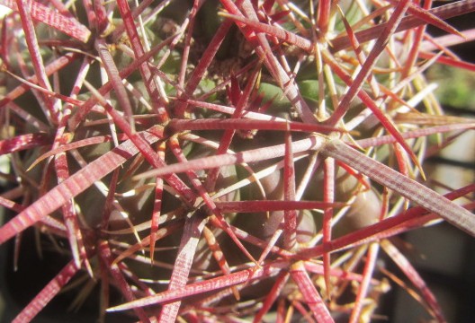 Ferocactus <br>sp aff viridescens?