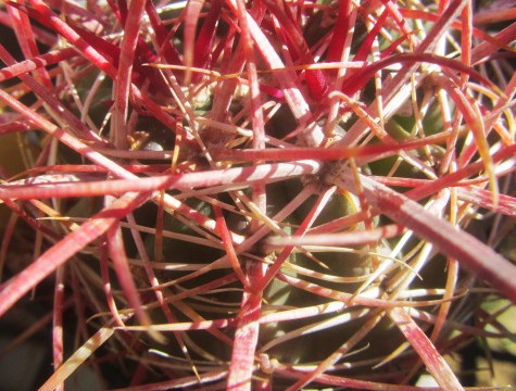 Ferocactus <br>sp aff viridescens