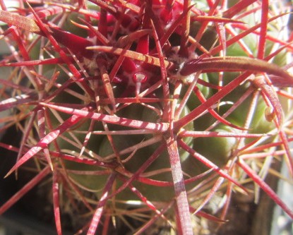 Ferocactus <br>sp aff viridescens 