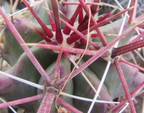 Ferocactus <br>sp