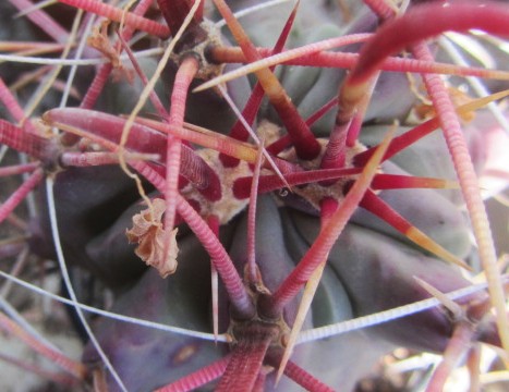 Ferocactus <br>sp