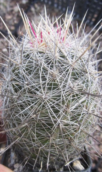 Thelocactus <br>bicolor bolansis