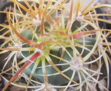 Ferocactus <br>jhonstonianus