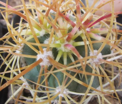 Ferocactus <br>jhonstonianus