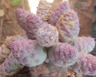 Tephrocactus <br>mandragora