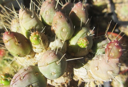 Tephrocactus <br>ovatus