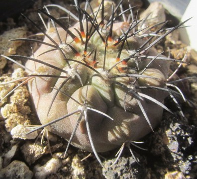 Copiapoa <br>longistaminea