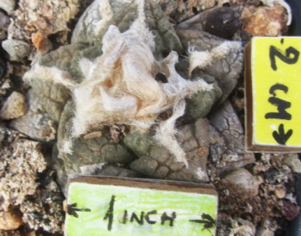 Ariocarpus <br>fissuratus intermedius