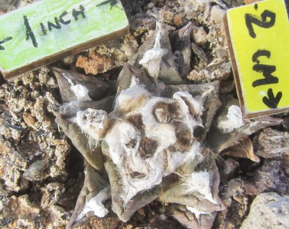 Ariocarpus <br>fissuratus fma