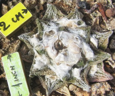 Ariocarpus <br>fissuratus hybrid
