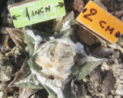 Ariocarpus <br>fissuratus fma hybrid